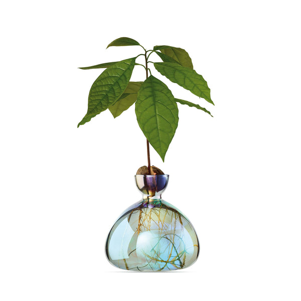 Avocado-Vase-Cosmic-