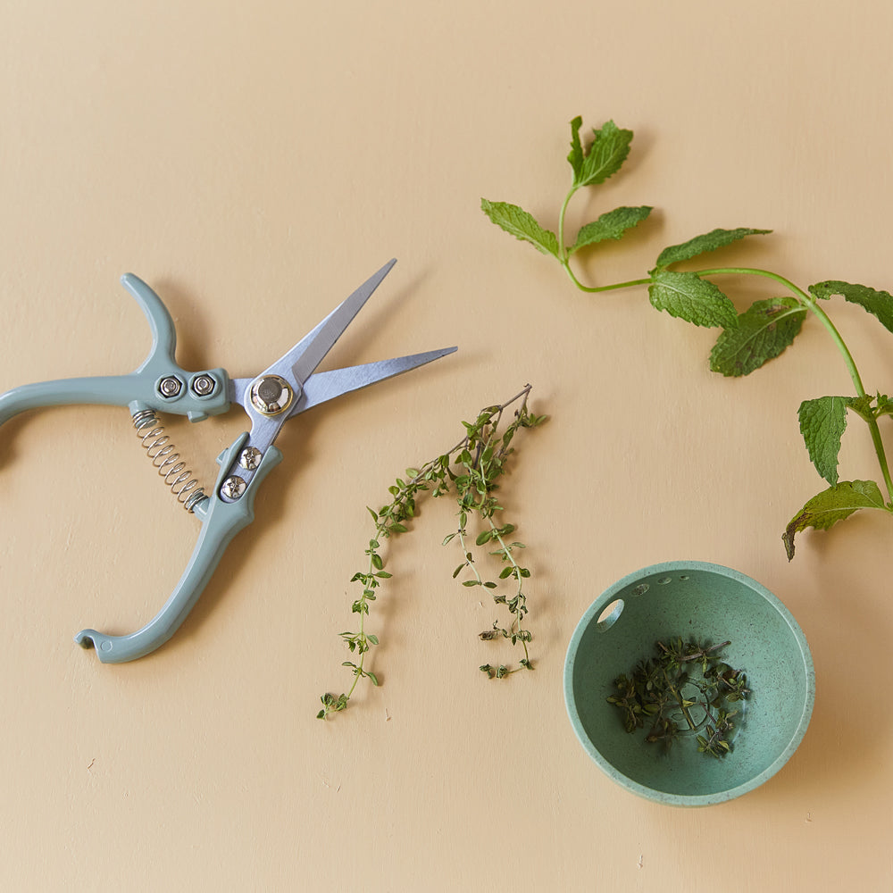 Shears with herbs.