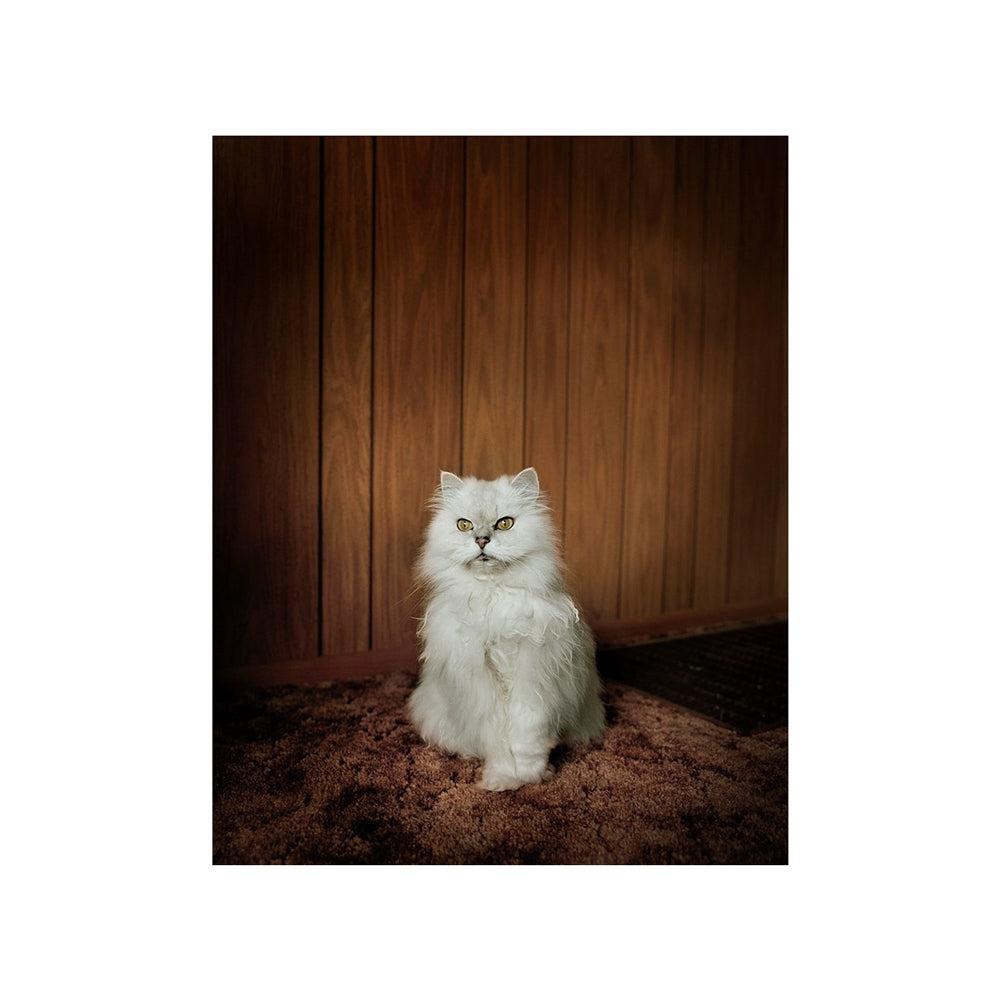 Interior page featuring a photograph of a white cat sitting on a brown carpet with a wooden wall.
