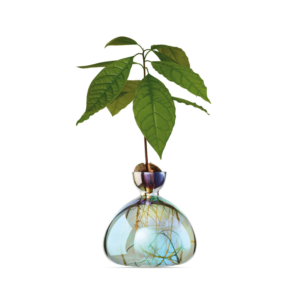 Avocado Vase: Cosmic Lyra - SFMOMA Museum Store