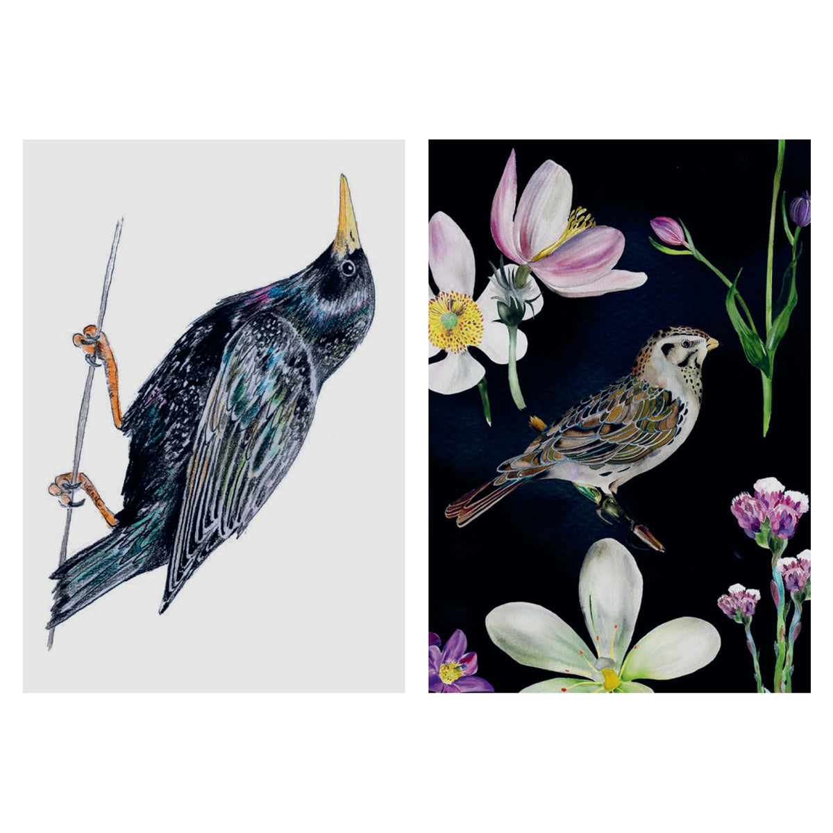 Two postcards of birds, one on a white background and the other on a black background with flowers.
