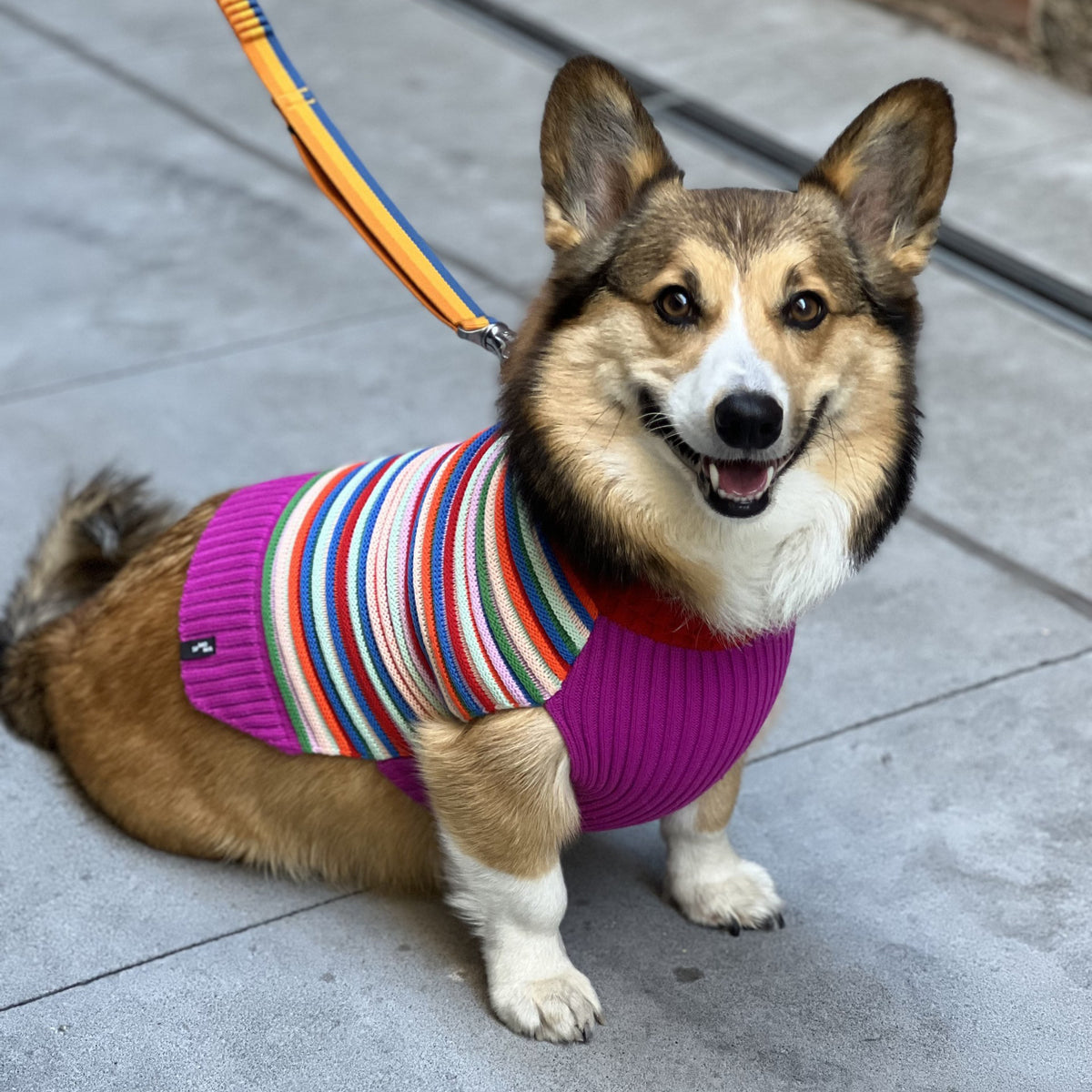 SFMOMA Striped Dog Sweater on  Coco the Corgi