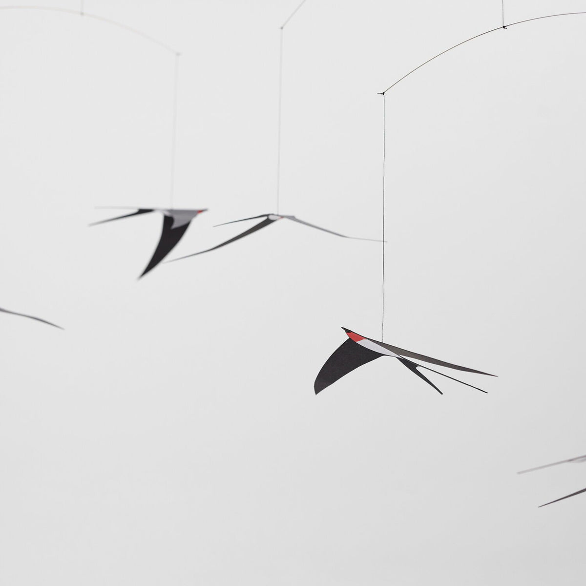 Swallows on a white background