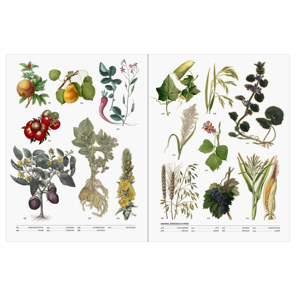 Two pages from a botanical book with illustrations of various plants and fruits.