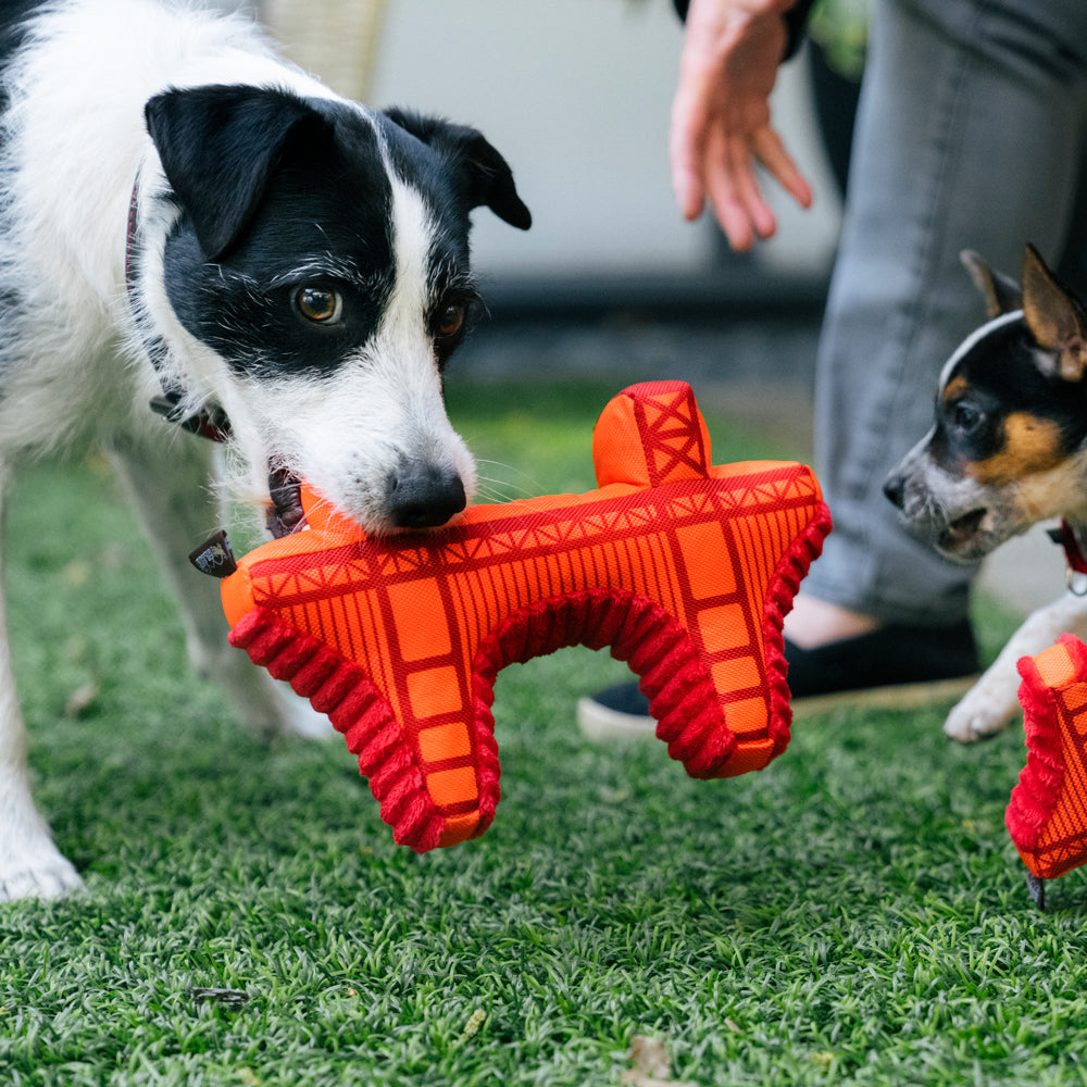 Dog playing with toy.