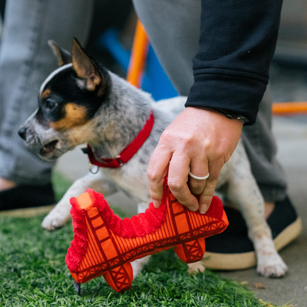 Small dog playing with toy.