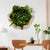 Growmeo x SFMOMA Living Wall assortment, wood frame and lively plants.