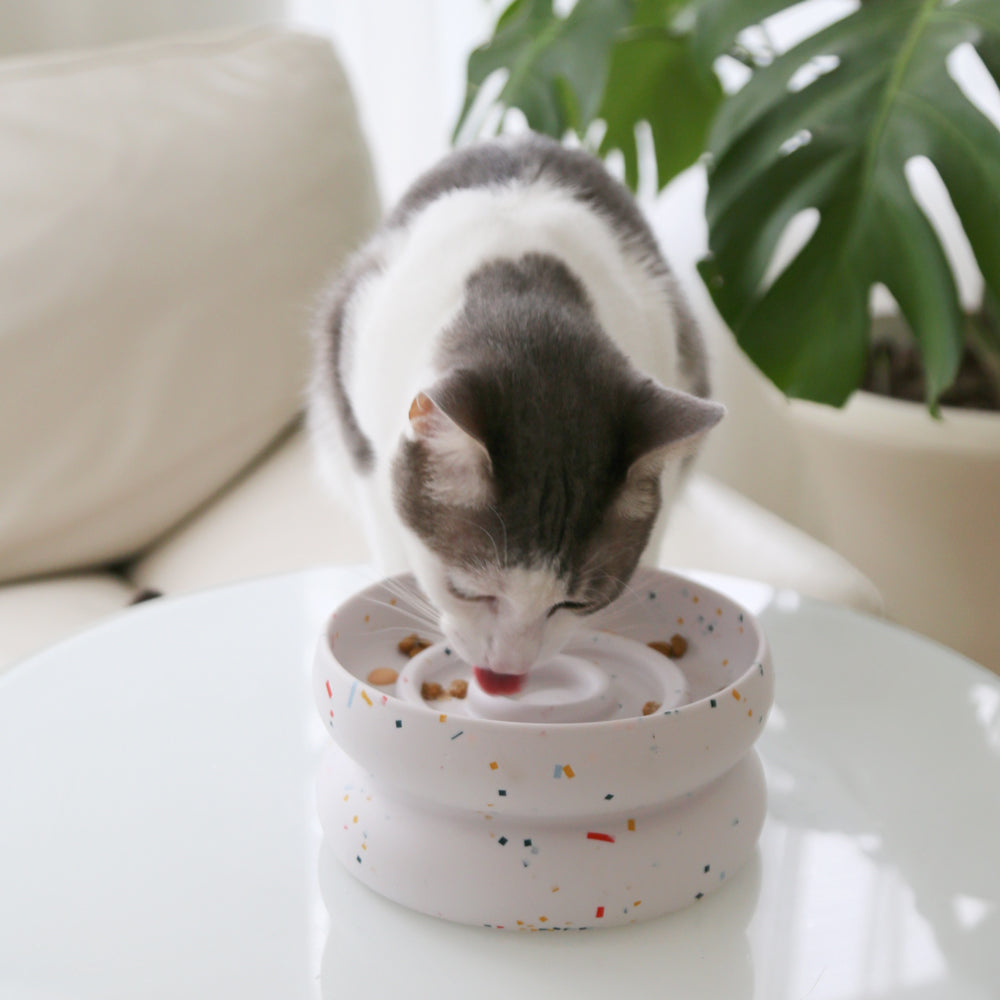Cat eating from a colorful pet bowl on a white surface with a plant in the background