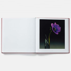 files/Mapplethorpe-Flora-The-Complete-Flowers-interior2_900x_5682764e-c89f-4d1d-936b-8f8bc686a70a.jpg