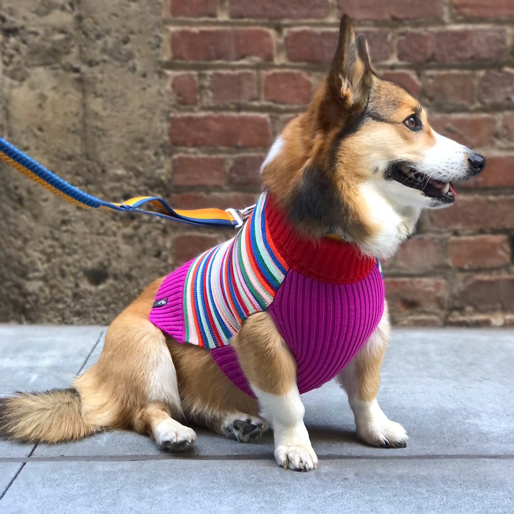 SFMOMA Striped Dog Sweater on dog side view.