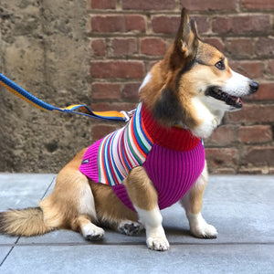 files/SFMOMA-Striped-Dog-Sweater-lifestyle_1000x_04cfc92b-86e6-4d56-ad26-063fc0e29af7.jpg