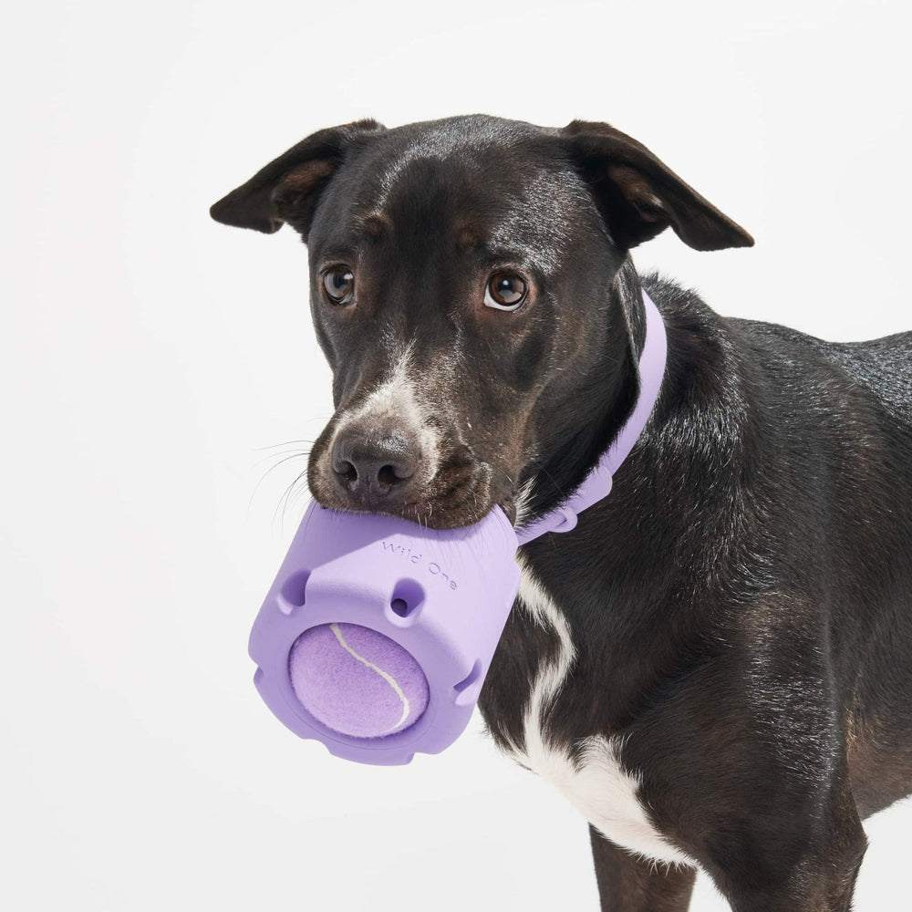 Dog with toy in mouth.