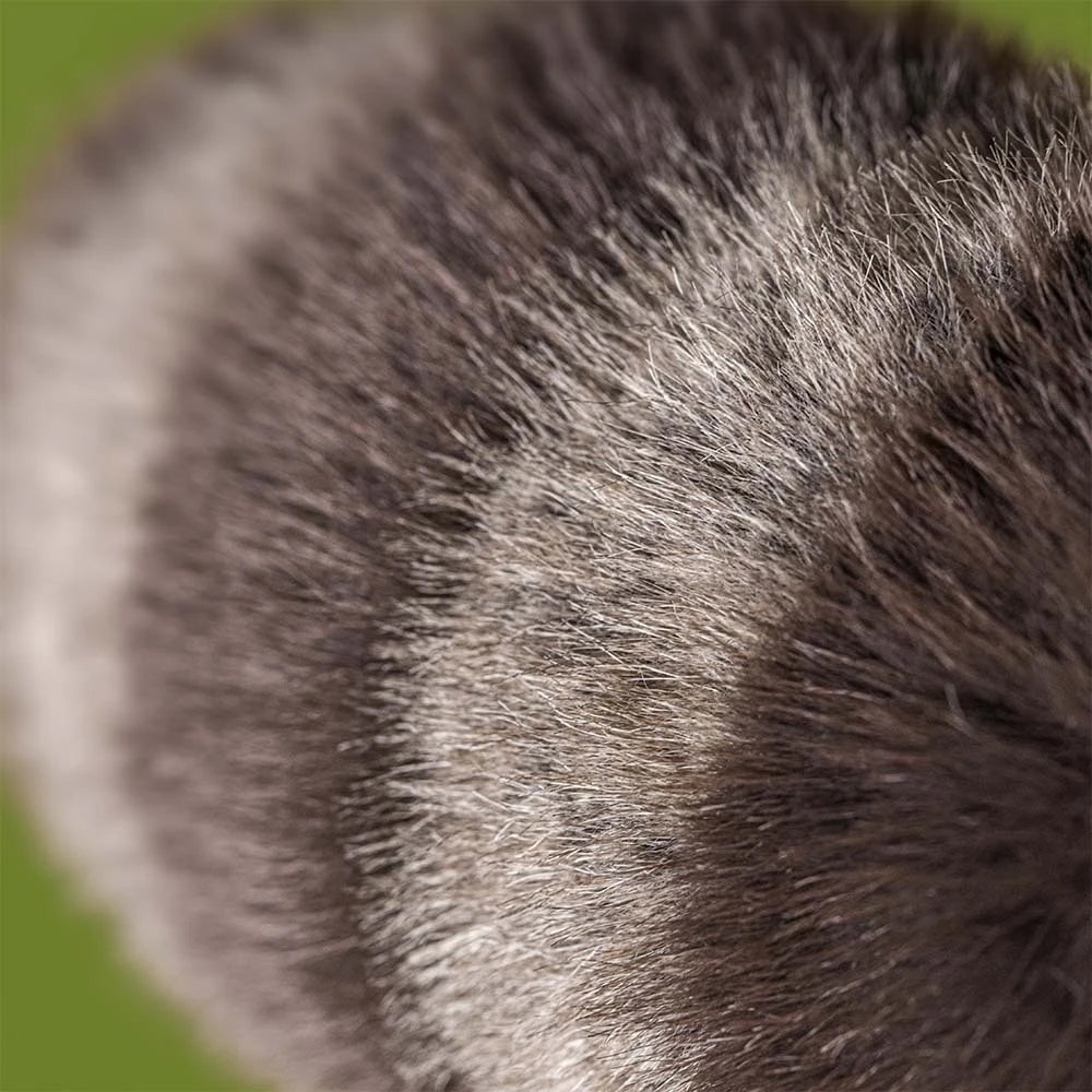 Close-up of gray fur with a blurred green background