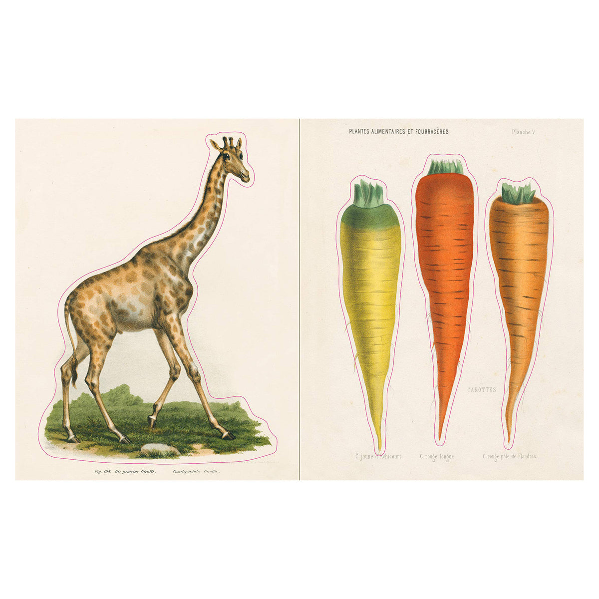 John Derian Sticker Book&#39;s giraffe and carrot sticker pages.