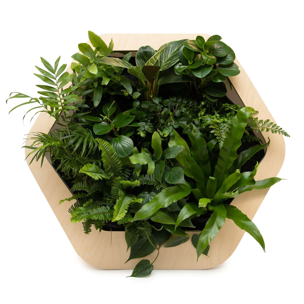 Gromeo x SFMOMA Living Wall assortment, wood frame and lively plants.