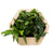 Mini Growmeo x SFMOMA Living Wall assortment, wood frame and lively plants.