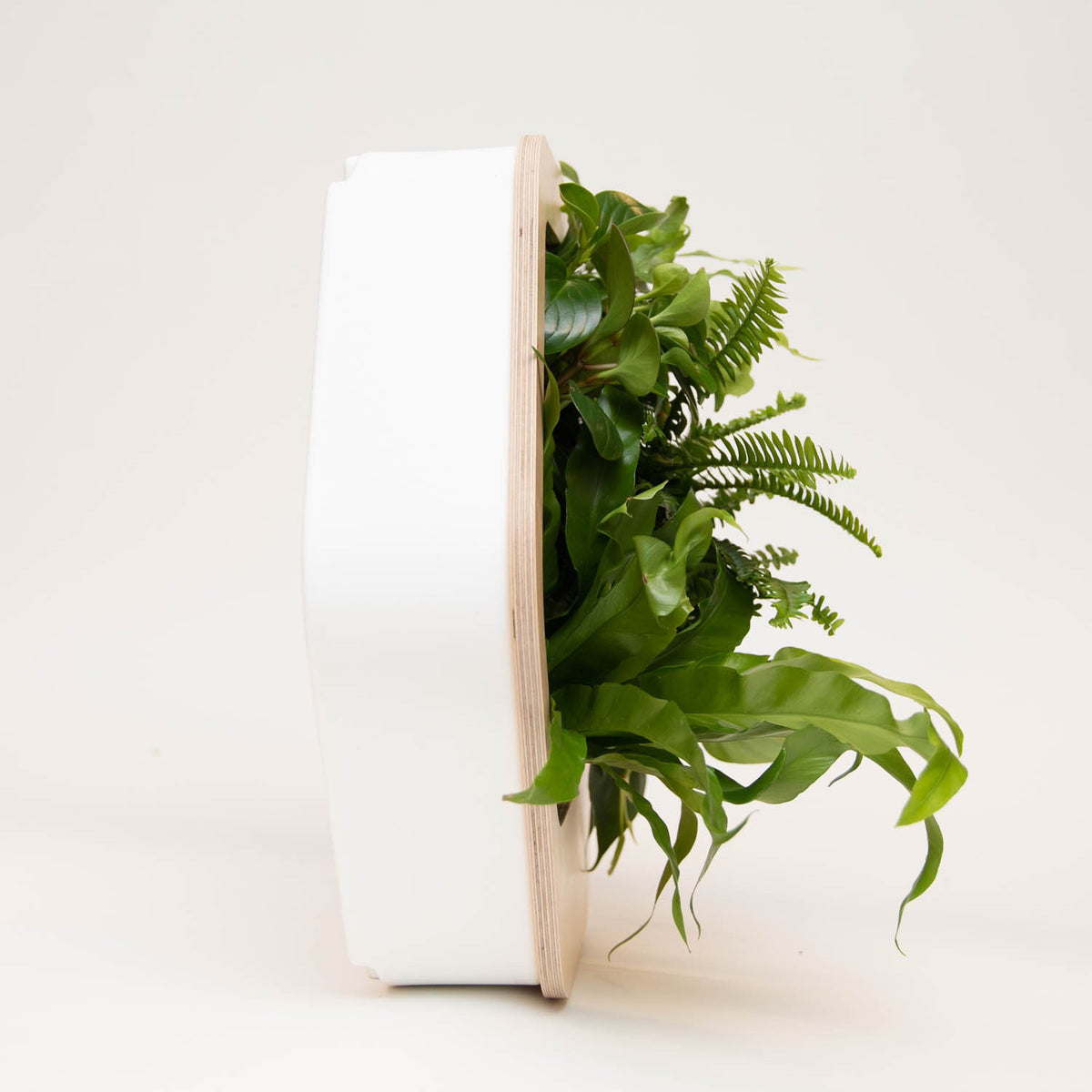 Mini Growmeo x SFMOMA Living Wall assortment, wood frame and lively plants, side.