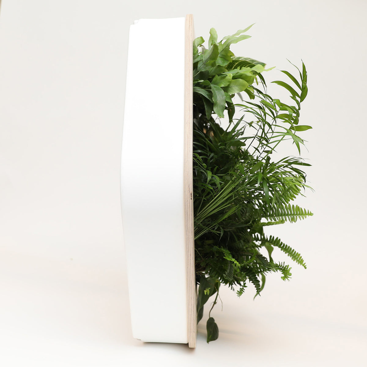 Growmeo x SFMOMA Living Wall assortment, wood frame and lively plants, side view.