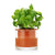 Self-Watering Pot: Small with basil inside.